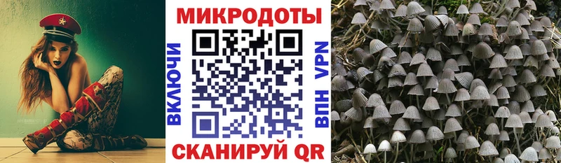 Псилоцибиновые грибы Psilocybe  закладки  Ленинградская 